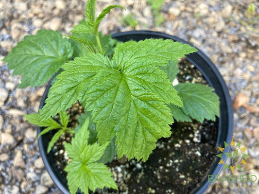 Buy Fall Gold Raspberry an Edible Shrub in Grande Prairie Alberta - Braeheid Gardens Ltd.