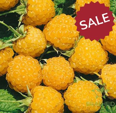 Buy Fall Gold Raspberry an Edible Shrub in Grande Prairie Alberta - Braeheid Gardens Ltd.