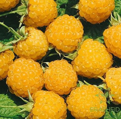 Buy Fall Gold Raspberry an Edible Shrub in Grande Prairie Alberta - Braeheid Gardens Ltd.