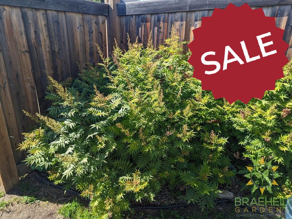 False or Ash Leaf Spirea