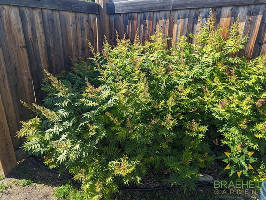 False or Ash Leaf Spirea