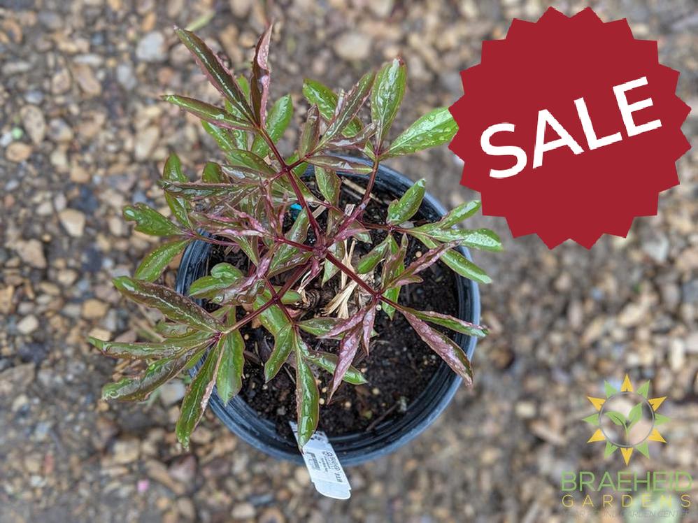 Festiva Maxima Peony - NO SHIP -