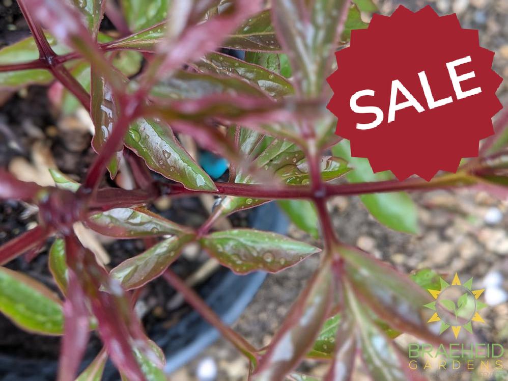 Festiva Maxima Peony - NO SHIP -