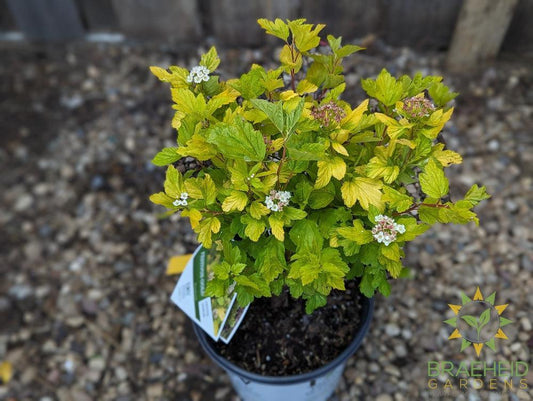 Festivus Gold Ninebark