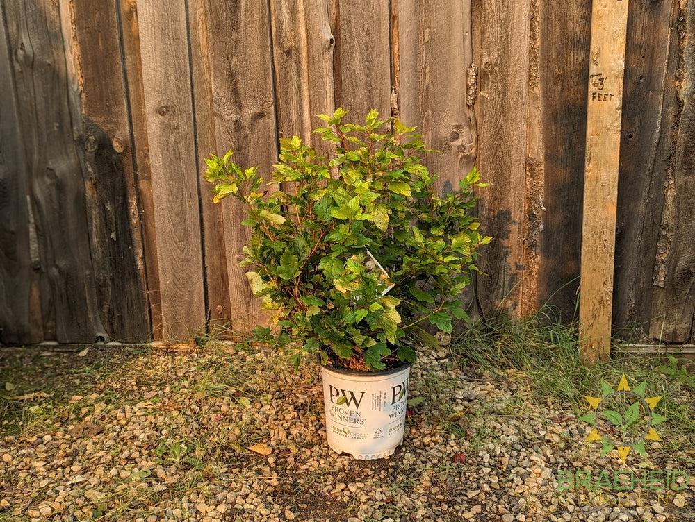 Festivus Gold Ninebark