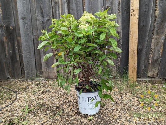 Fire Light Tidbit Hydrangea