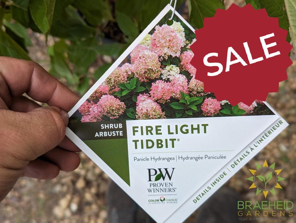 Fire Light Tidbit Hydrangea