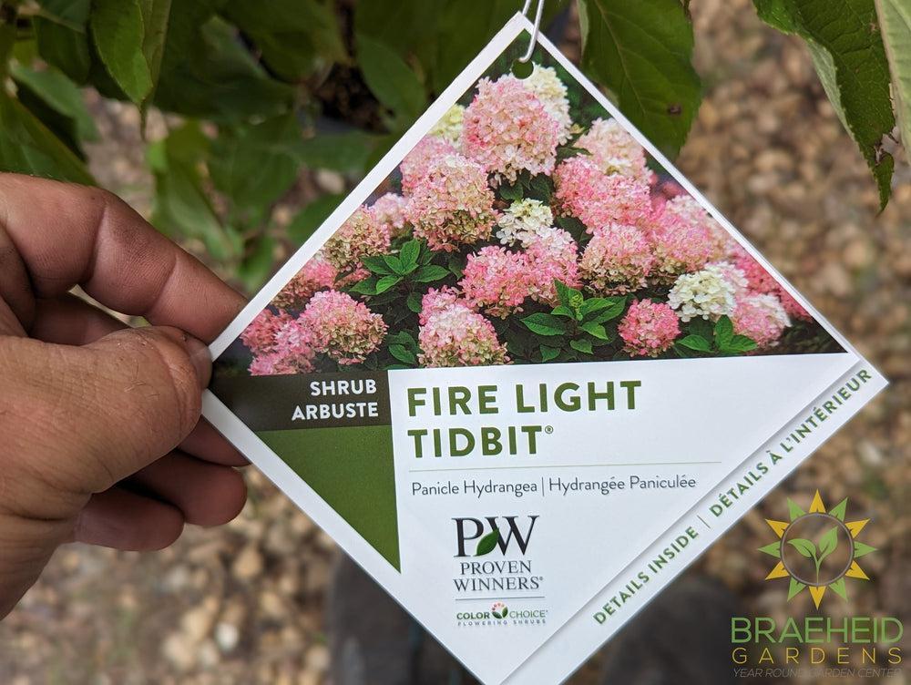 Fire Light Tidbit Hydrangea