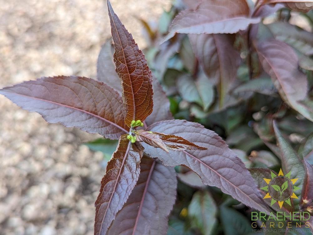 Firefly™ Nightglow™ Diervilla