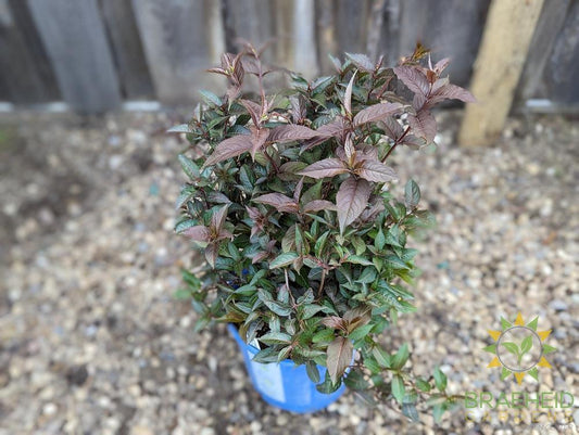 Firefly™ Nightglow™ Diervilla