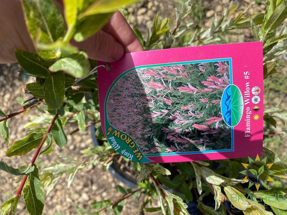 Flamingo Willow