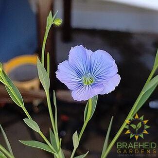 Brown Seeded Common Flax