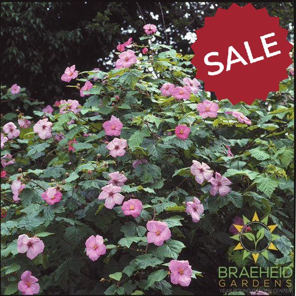 Buy Flowering Raspberry an Edible Shrub in Grande Prairie Alberta - Braeheid Gardens Ltd.