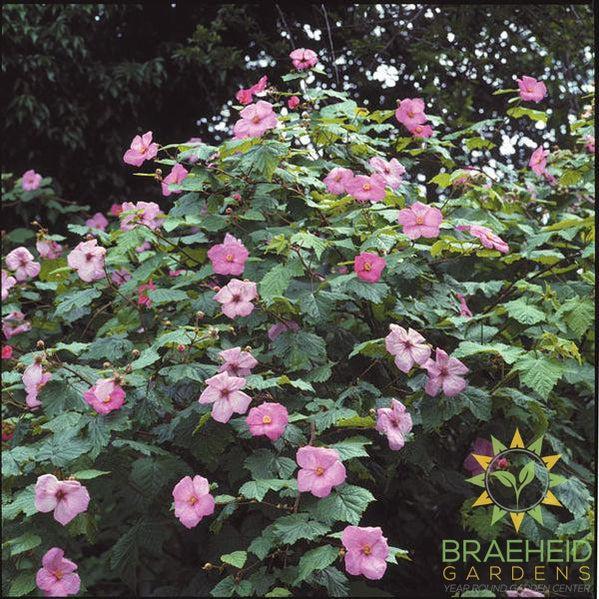Buy Flowering Raspberry an Edible Shrub in Grande Prairie Alberta - Braeheid Gardens Ltd.