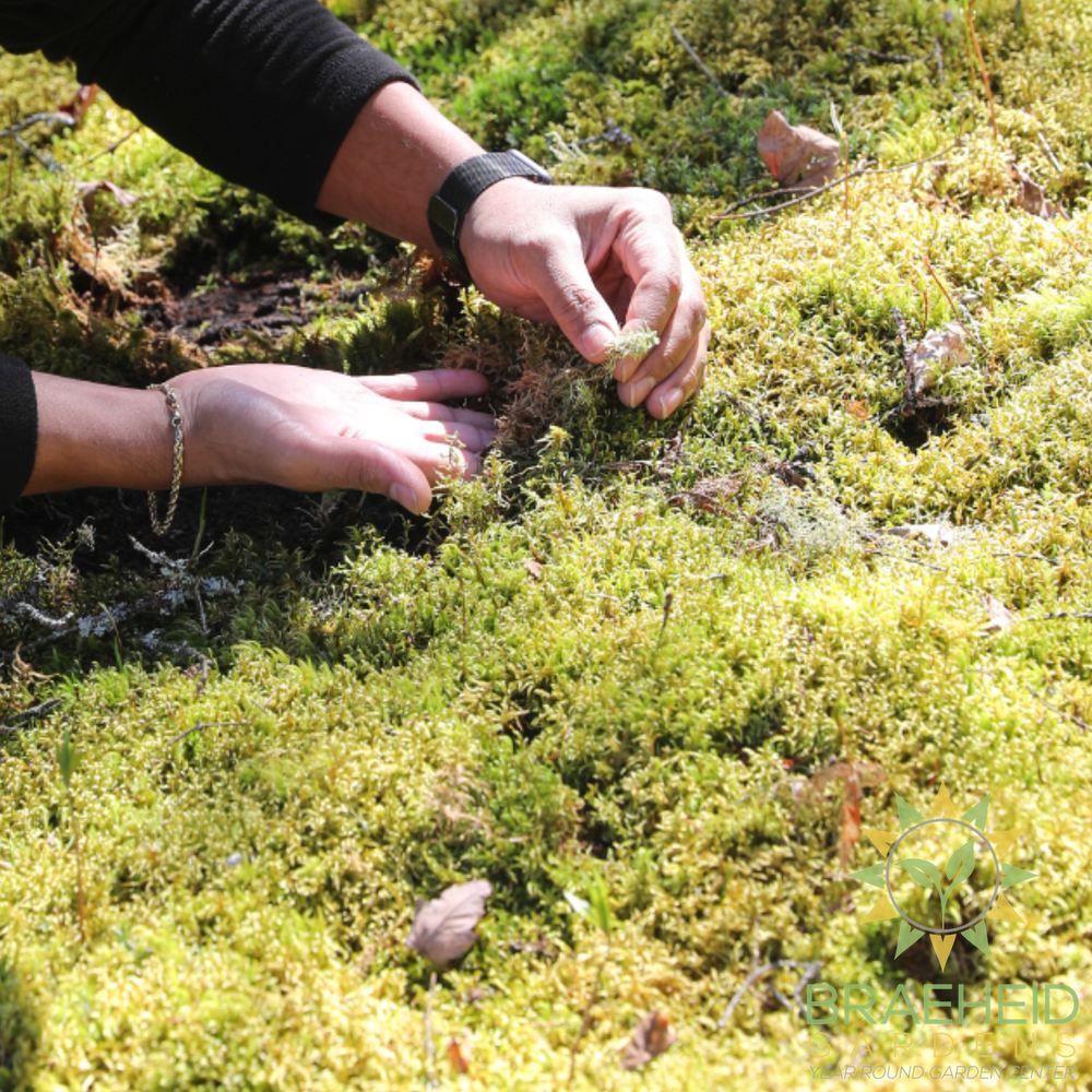Natural Canadian Forest Moss - Revita-Moss (Pleurozium schreberi)
