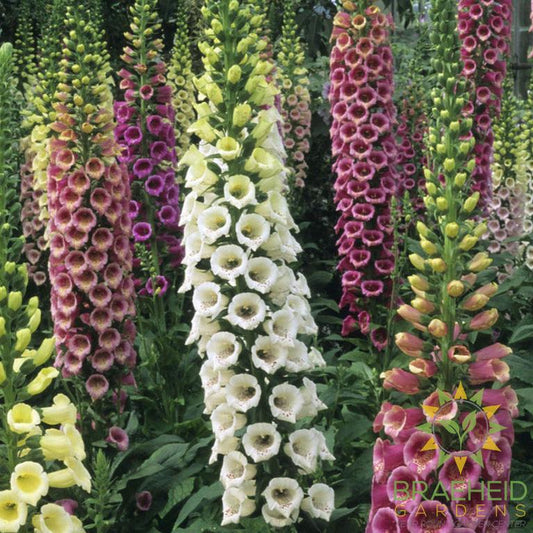 Foxglove