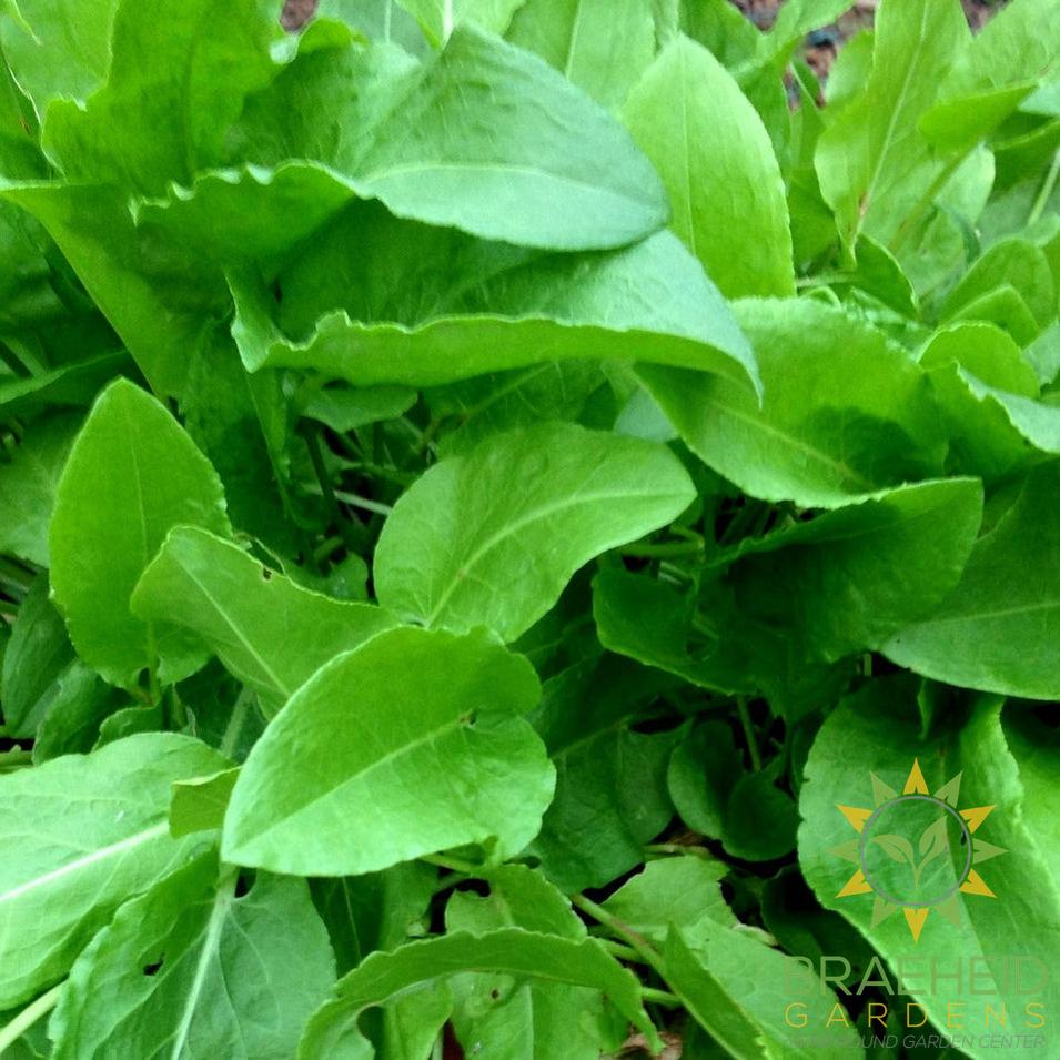 French Sorrel