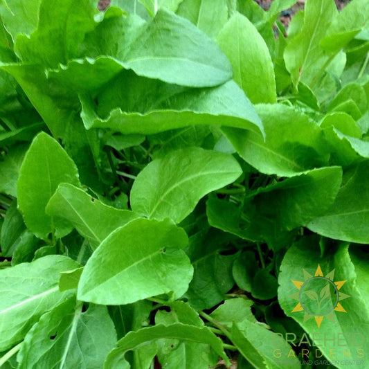 French Sorrel