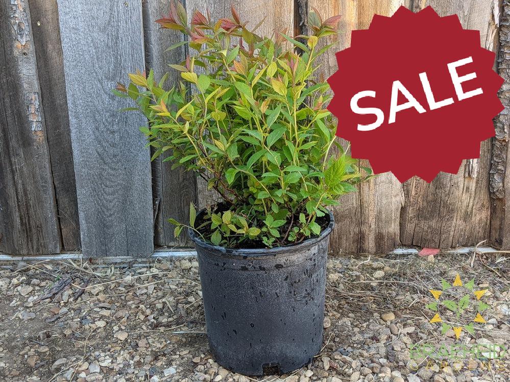 Froebel Spirea