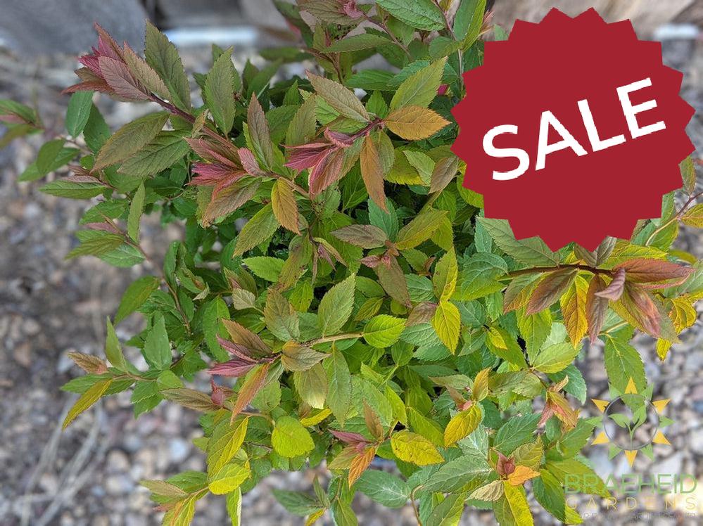 Froebel Spirea