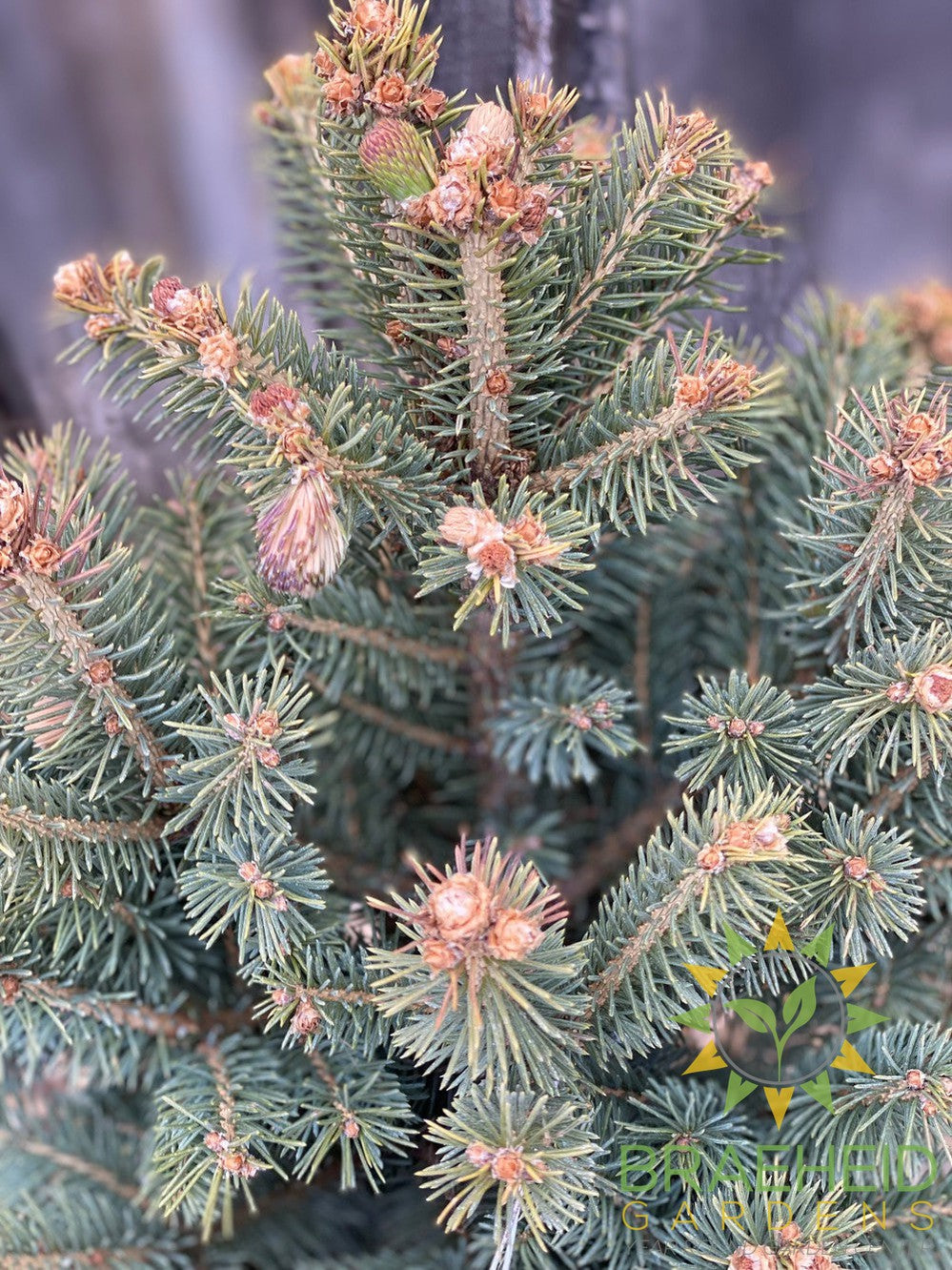 Meyer's Spruce