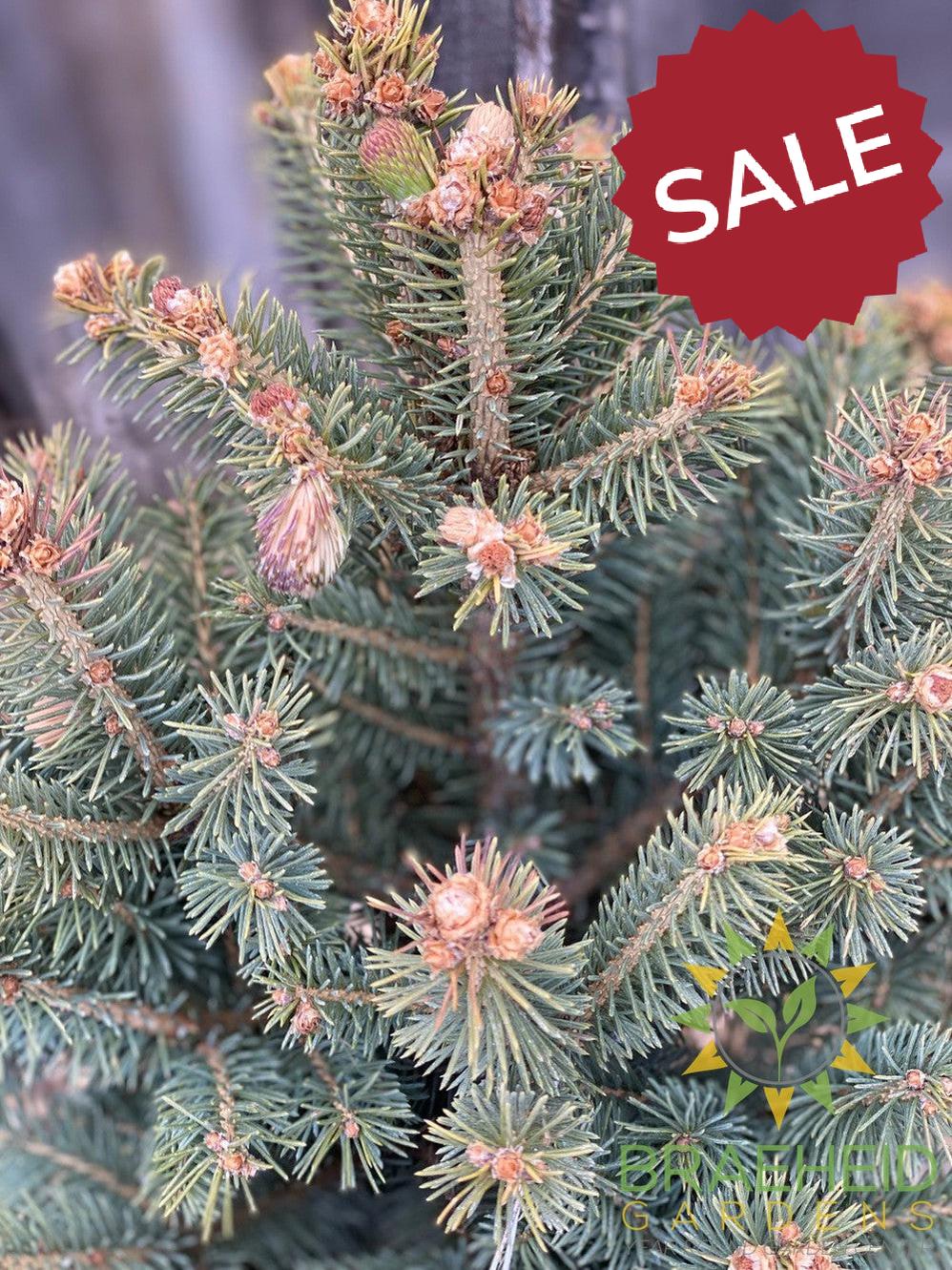 Meyer's Spruce- Tree for sale, Grown in Grande Prairie -Braeheid Gardens Ltd. on Emerson Trail