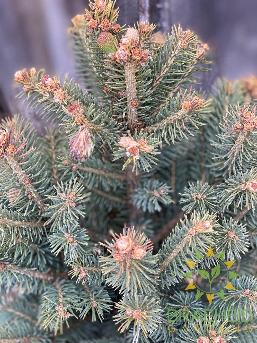 Meyer's Spruce- Tree for sale, Grown in Grande Prairie -Braeheid Gardens Ltd. on Emerson Trail