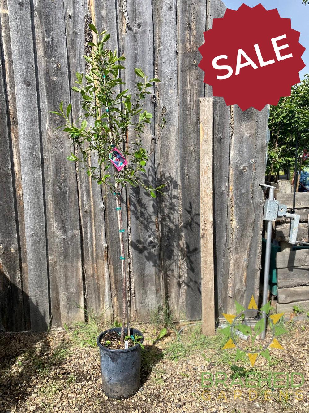 Romeo Cherry Tree- Tree for sale, Grown in Grande Prairie -Braeheid Gardens Ltd. on Emerson Trail