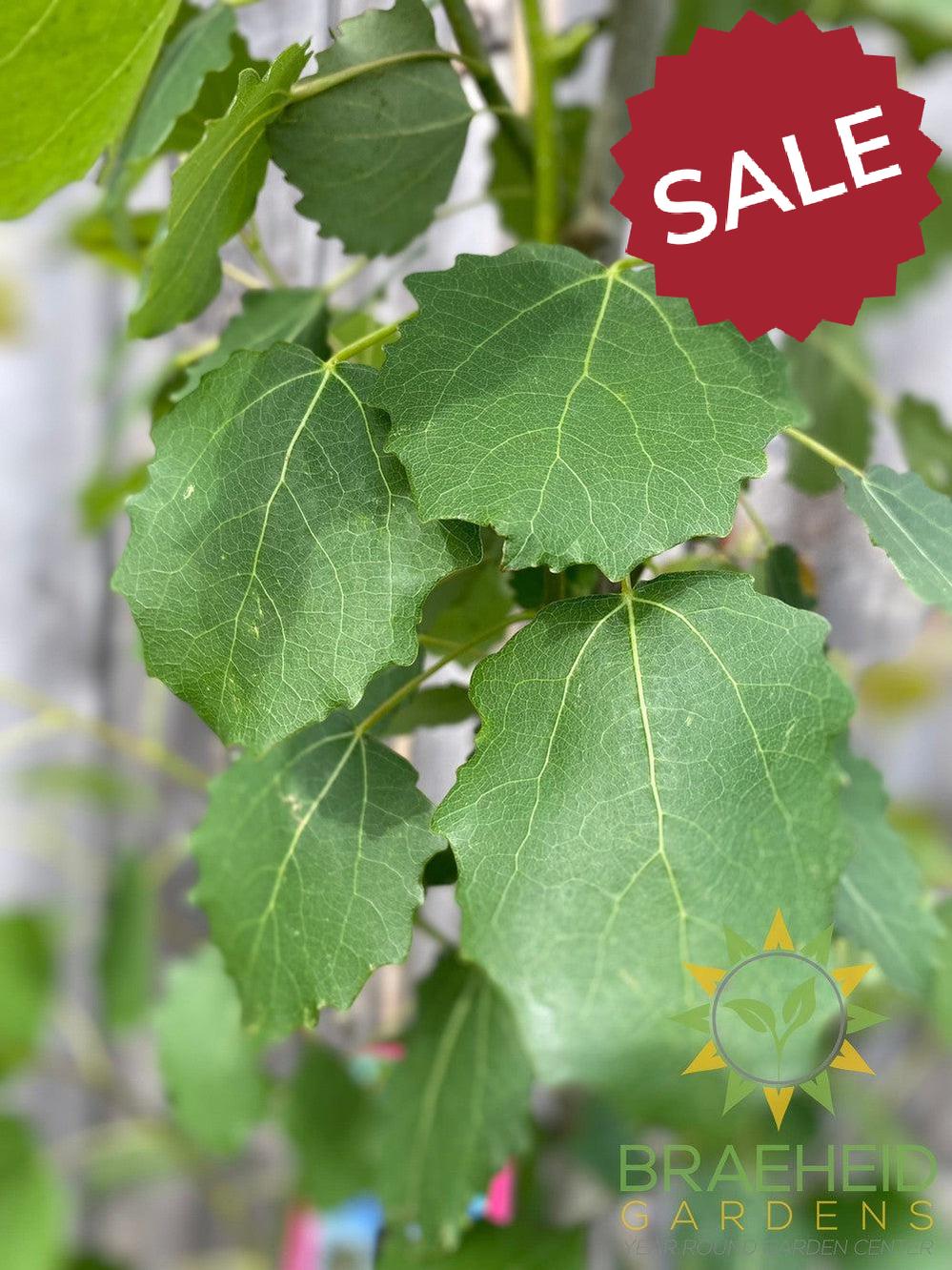 Swedish Columnar Aspen- Tree for sale, Grown in Grande Prairie -Braeheid Gardens Ltd. on Emerson Trail