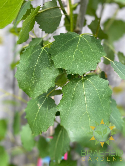 Swedish Columnar Aspen- Tree for sale, Grown in Grande Prairie -Braeheid Gardens Ltd. on Emerson Trail