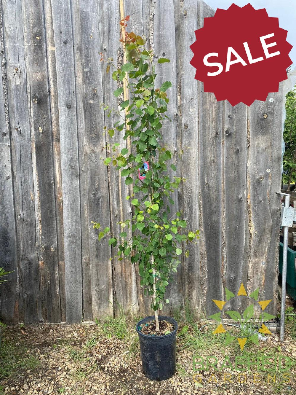 Swedish Columnar Aspen- Tree for sale, Grown in Grande Prairie -Braeheid Gardens Ltd. on Emerson Trail