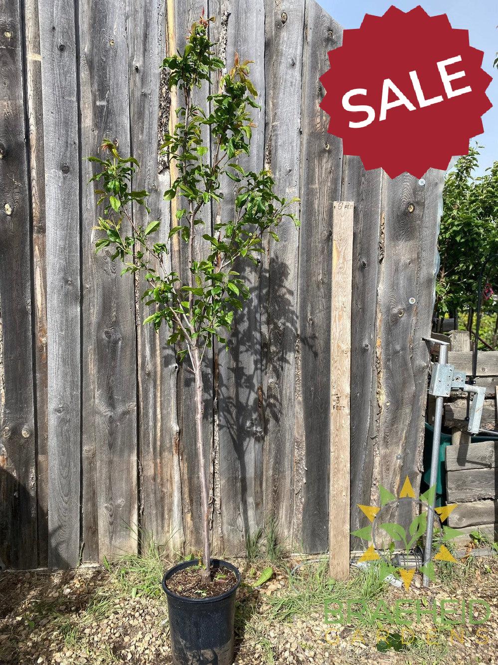 Pipestone Plum- Tree for sale, Grown in Grande Prairie -Braeheid Gardens Ltd. on Emerson Trail