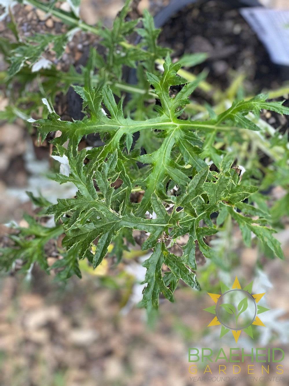 Platinum Blue Globe Thistle Echinops Ritro - NO SHIP -