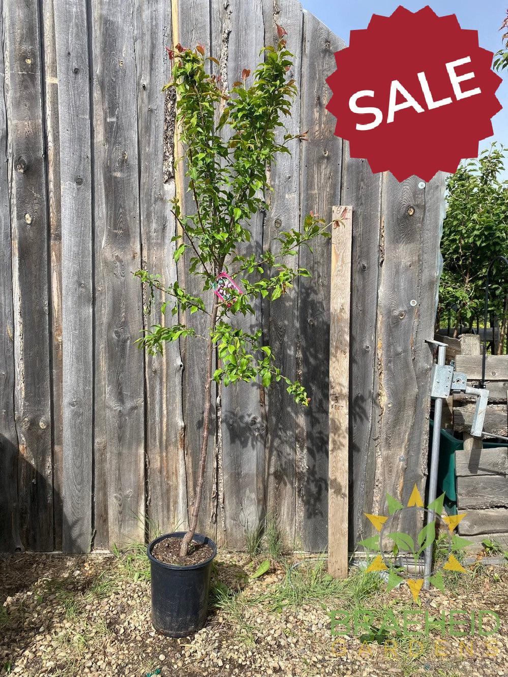 Tecumseh Plum- Tree for sale, Grown in Grande Prairie -Braeheid Gardens Ltd. on Emerson Trail