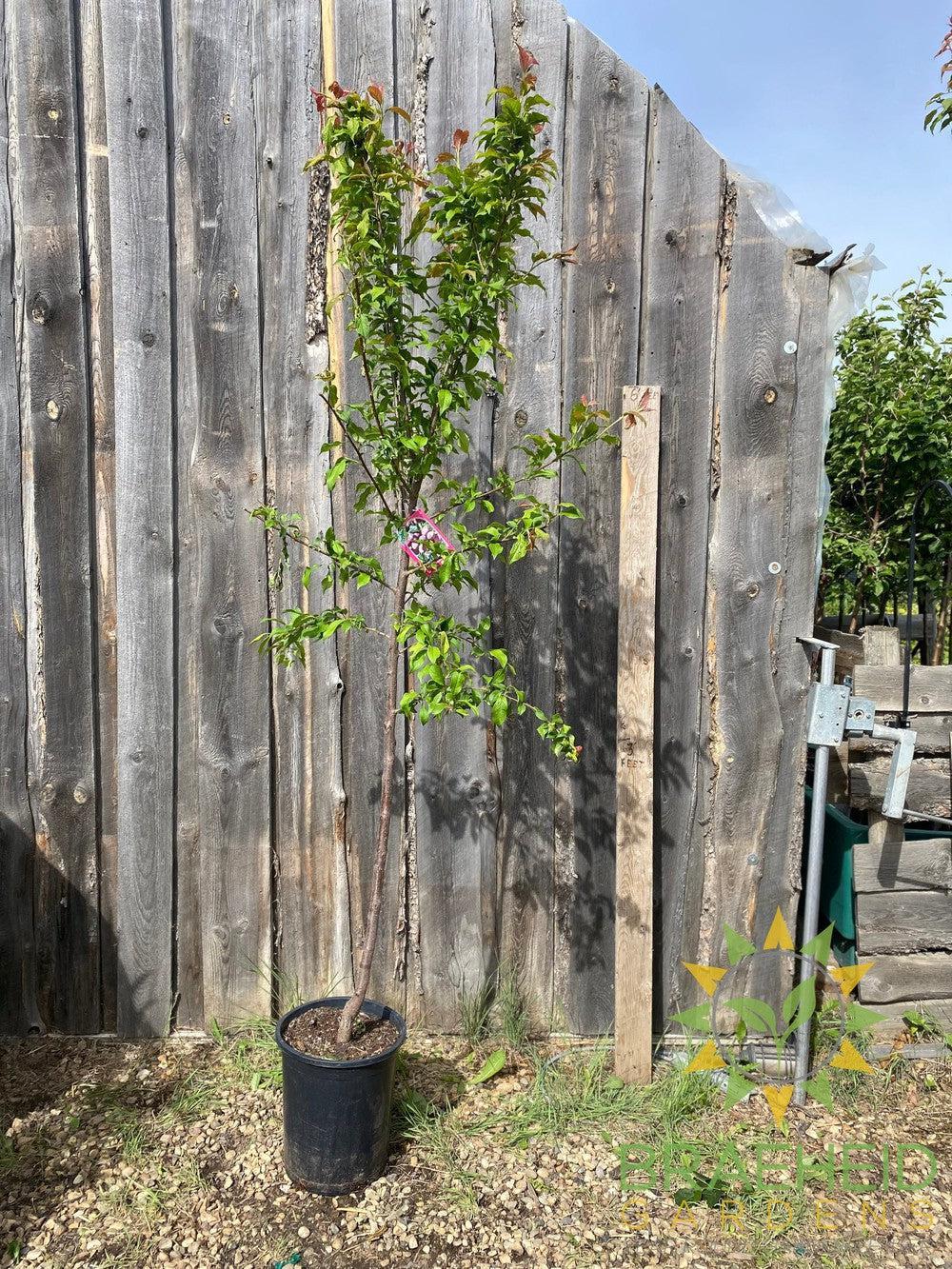 Tecumseh Plum- Tree for sale, Grown in Grande Prairie -Braeheid Gardens Ltd. on Emerson Trail