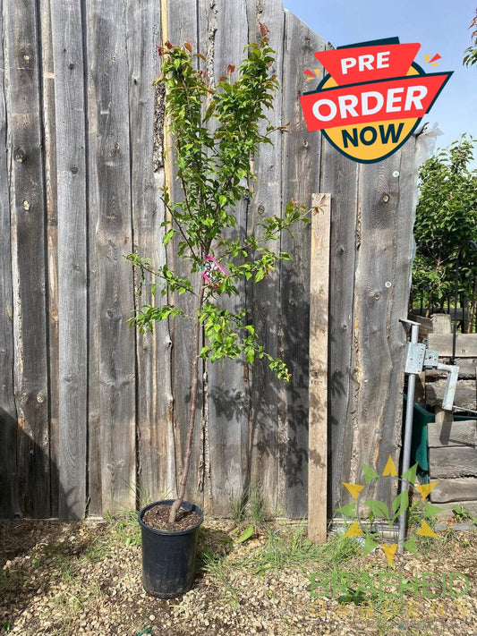 Tecumseh Plum- Tree for sale, Grown in Grande Prairie -Braeheid Gardens Ltd. on Emerson Trail