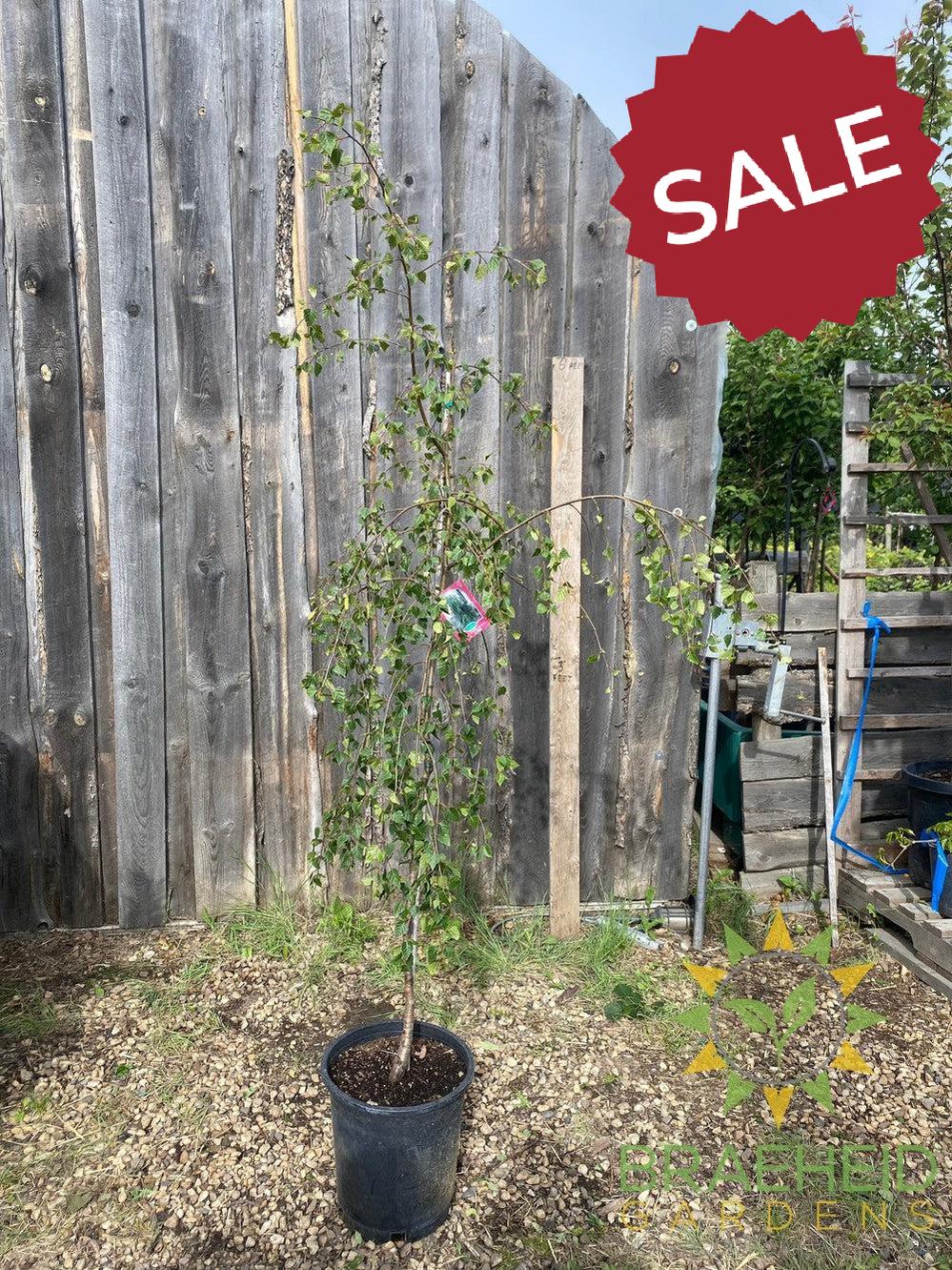 Young's Weeping Birch- Tree for sale, Grown in Grande Prairie -Braeheid Gardens Ltd. on Emerson Trail