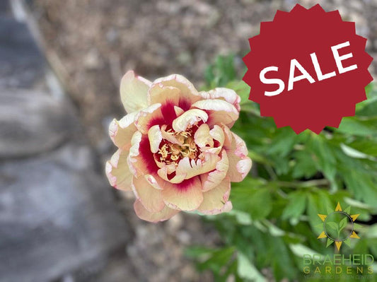 Callie's Memory Itoh Peony - NO SHIP -
