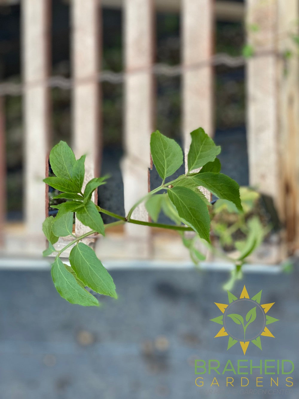 Buy Elderberry Marge an Edible Shrub in Grande Prairie Alberta - Braeheid Gardens Ltd.