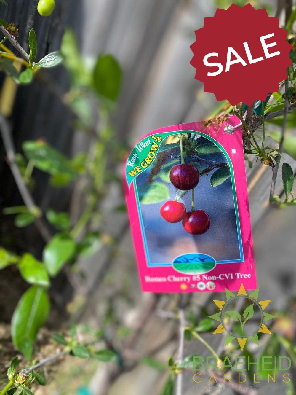 Romeo Cherry Tree- Tree for sale, Grown in Grande Prairie -Braeheid Gardens Ltd. on Emerson Trail