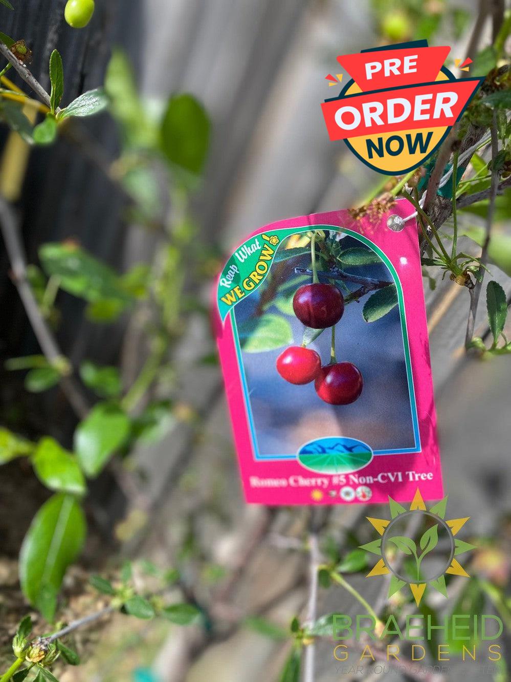 Romeo Cherry Tree- Tree for sale, Grown in Grande Prairie -Braeheid Gardens Ltd. on Emerson Trail