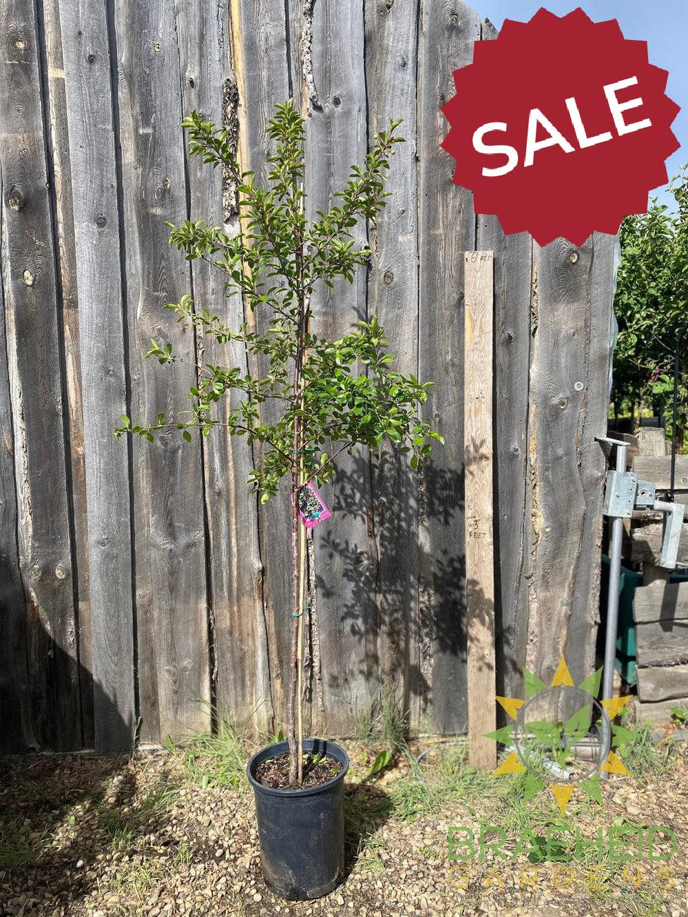 Crimson Passion Cherry Tree- Tree for sale, Grown in Grande Prairie -Braeheid Gardens Ltd. on Emerson Trail