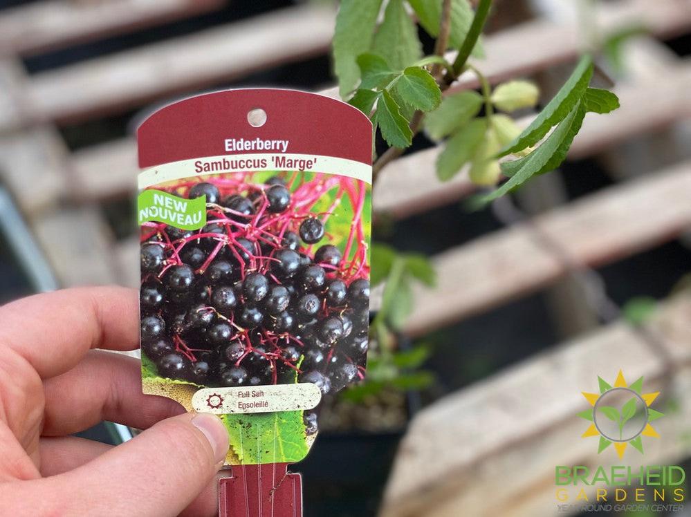 π Auction #4 β Your Cold-Hardy Berry & Grape Collection (Zone 2β3)