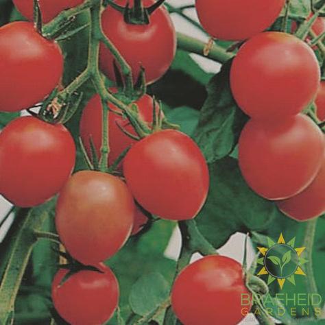 Gardener's Delight Tomato