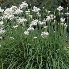 Garlic Chive