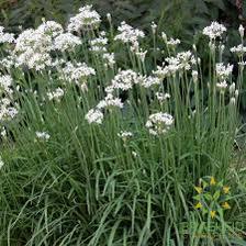 Garlic Chive