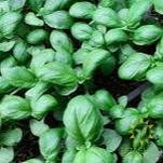 Genovese Basil