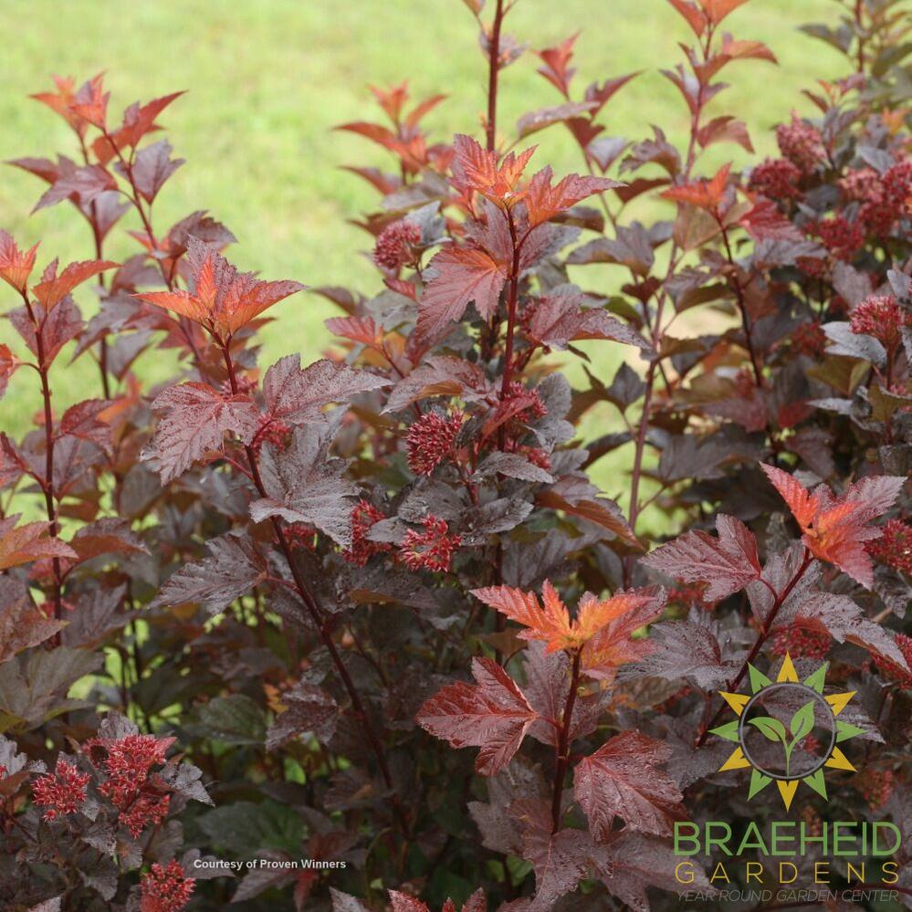 Ginger Wine Ninebark