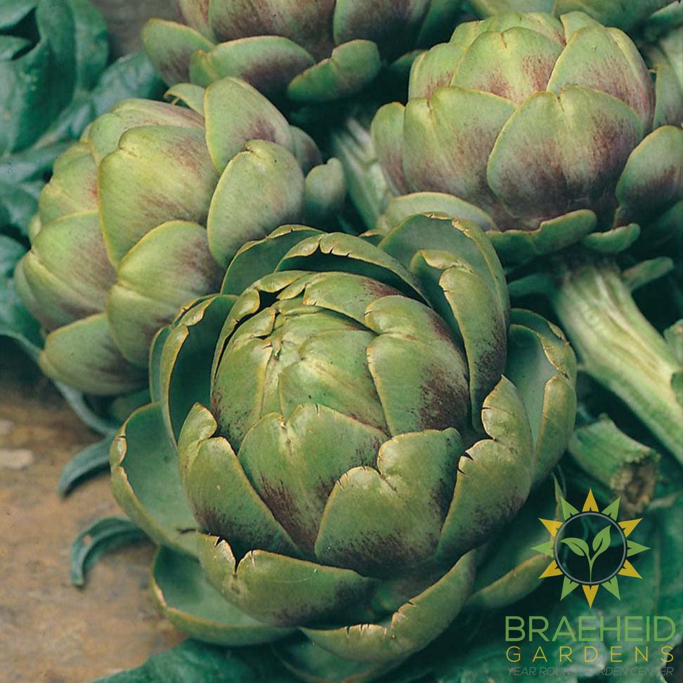 Globe Artichoke