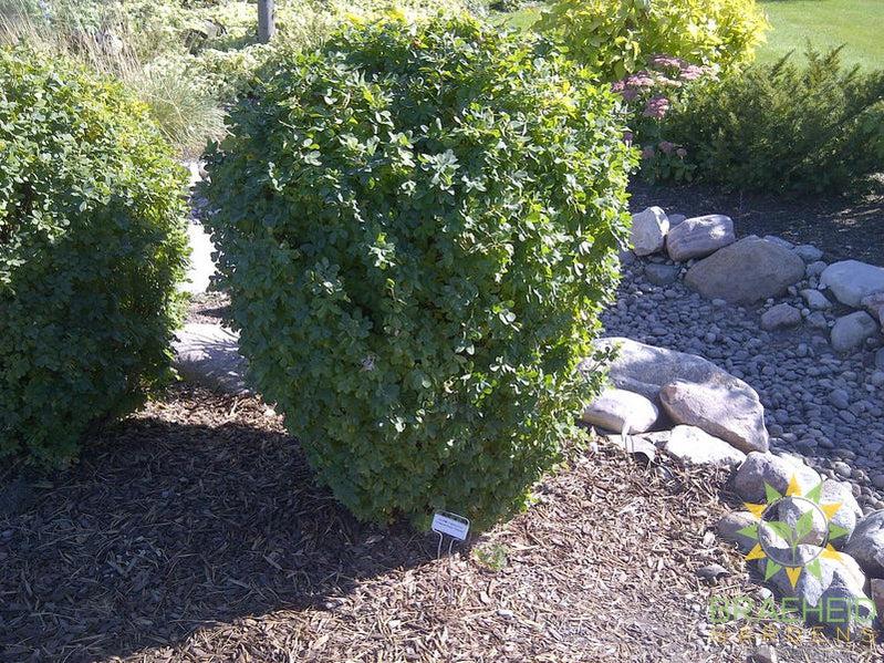 Globe Caragana